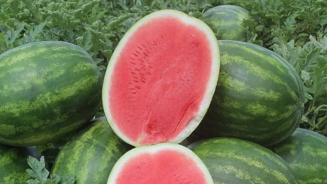 Les pastèques sans pépins dominent les cultures de Murcie