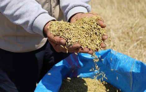 Sygenta et Agrin Maroc distribuent des semences performantes de blé