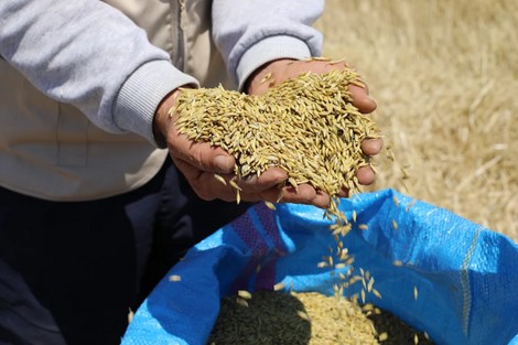 Rendement élevé pour les agriculteurs de Safi grâce au semis direct