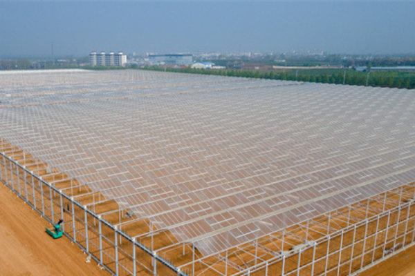 Tomates : En Chine des serres pourraient produire 98,8 tonnes par hectare