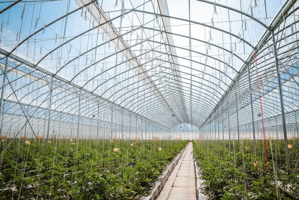 La Russie mise sur la production de légumes sous serre (+29,4%)