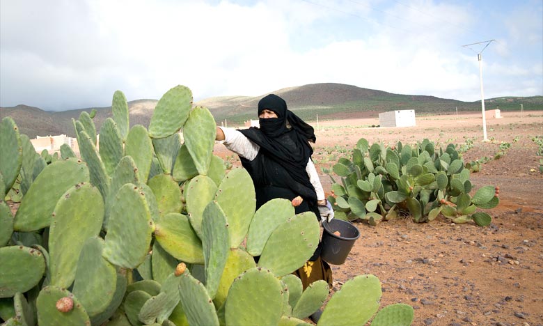 PMV: Plus de 94 MDH alloués à la valorisation du cactus à Sidi Ifni