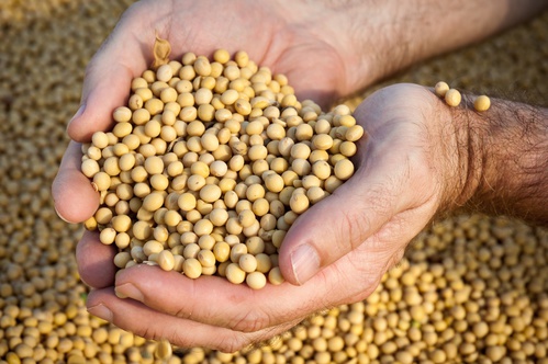 La Chine va doubler ses importations agricoles