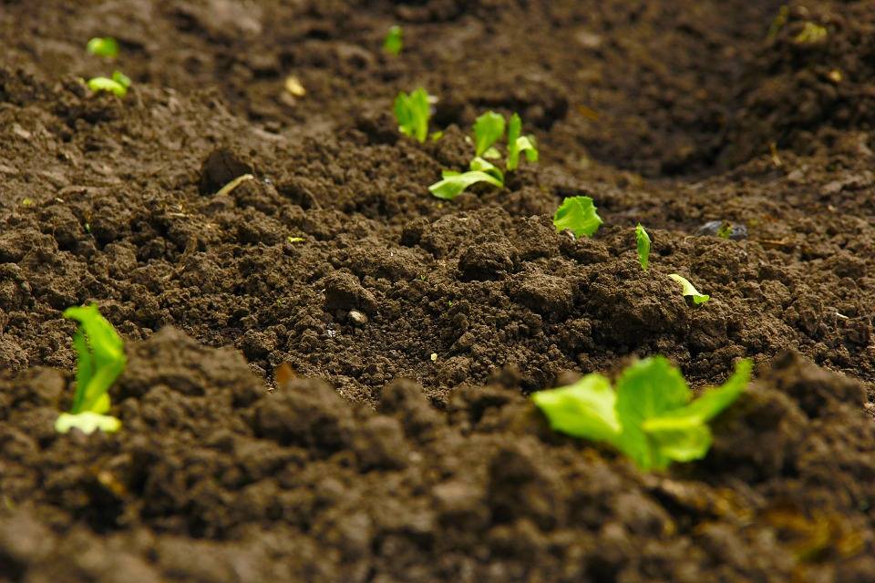 Gestion des sols agricoles à l’échelle nationale et internationale
