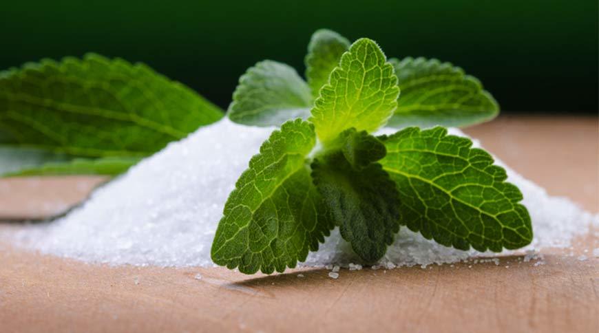 Stévia : Pourquoi le Maroc tarde à développer cette alternative saine du sucre ?