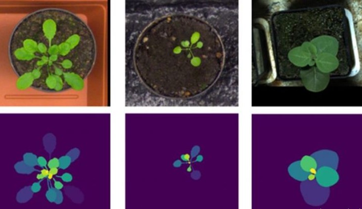 L&rsquo;intelligence artificielle prédit le stress hydrique et thermique des plantes