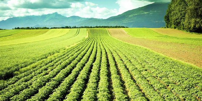Sécheresse: Subventions et indemnisations des agriculteurs marocains