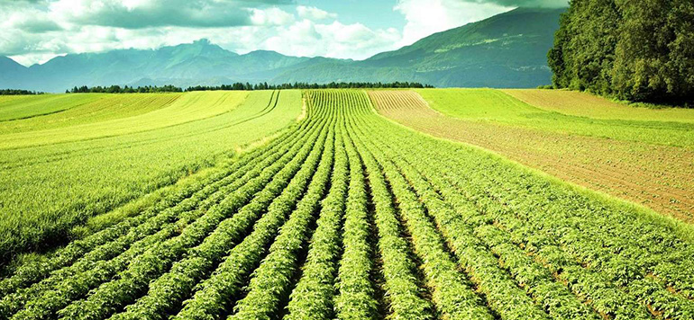 Sécheresse: Subventions et indemnisations des agriculteurs marocains
