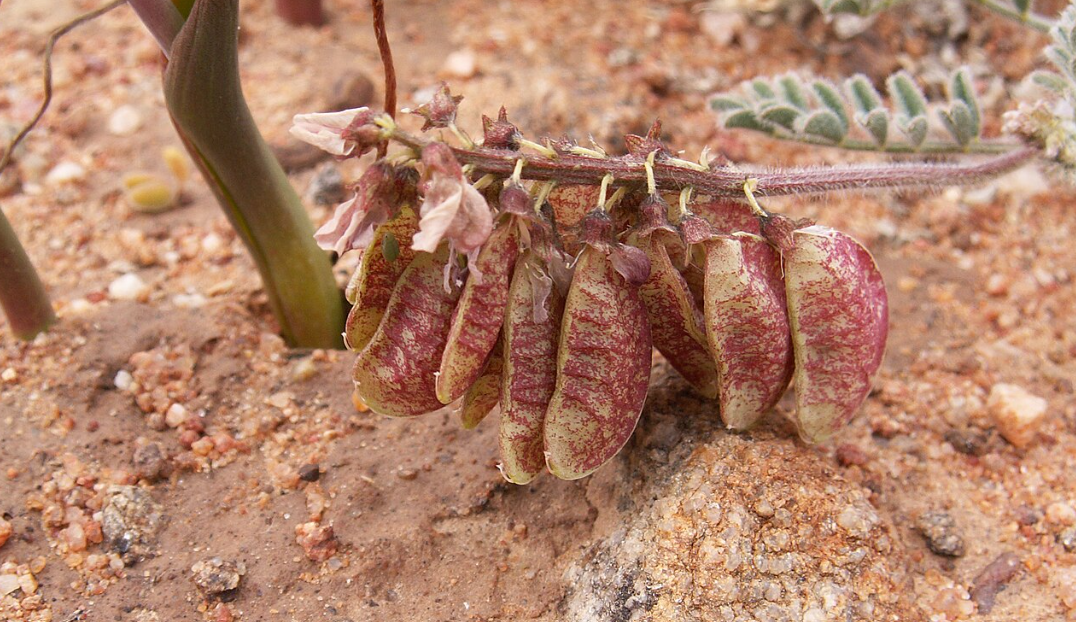 Connaissez-vous Sutherlandia frutescens ?