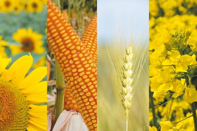 AMPP: Symposium sur la gestion phytosanitaire des grandes cultures