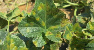 Diagnostiquer les symptômes des feuilles des cultures de légumes