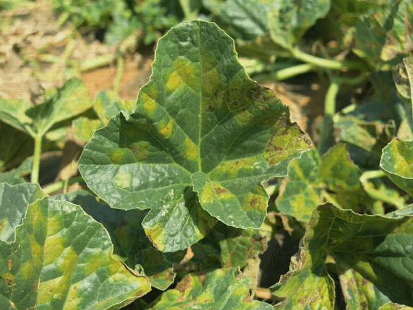 Diagnostiquer les symptômes des feuilles des cultures de légumes