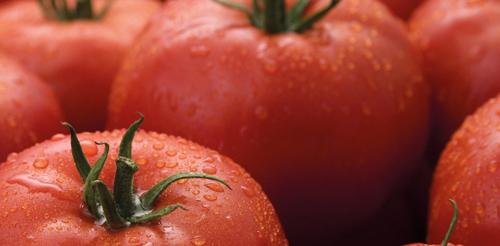Syngenta s&rsquo;apprête à commercialiser sa première variété de tomates résistante au ToBRFV
