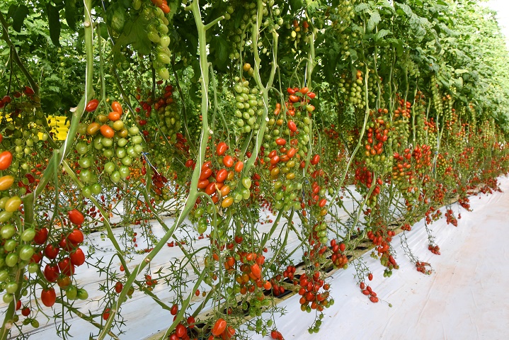 Syngenta présente sa nouvelle serre de démonstration tomate