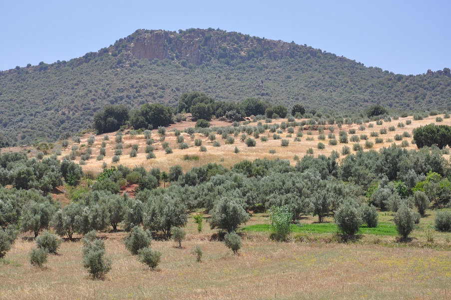 L&rsquo;INRA-CRRA Meknès organise un séminaire scientifique autour de l’agroforesterie et du changement climatique