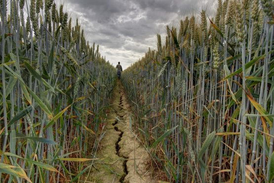 Le Covid-19 et la sécheresse risquent d’entraver la prochaine saison agricole