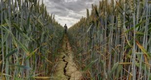 Mauvaise campagne agricole à cause de la sécheresse au Maroc ?