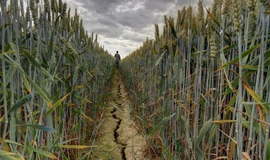 Mauvaise campagne agricole à cause de la sécheresse au Maroc ?