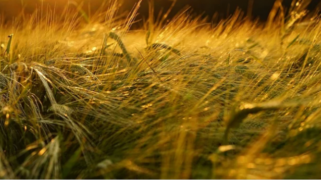 Déficit des pluies : Une enveloppe de 350 MDH attribuée aux agriculteurs
