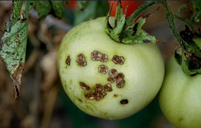 Fiche technique de la tache bactérienne de la tomate et du poivron