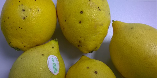L-Argentine-arrête-les-exportations-de-citron-vers-l-UE-après-détection-d-une-maladie