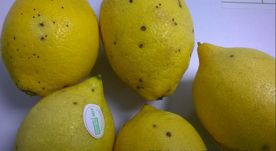 L&rsquo;Argentine arrête les exportations de citron vers l&rsquo;UE après détection d&rsquo;une maladie