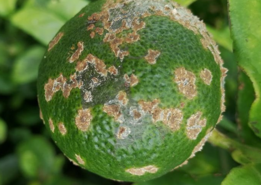 La tavelure des agrumes s&rsquo;installe au Portugal