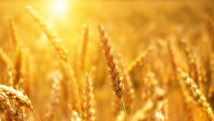 Chaleur persistante et risque de grêle ce mercredi, plusieurs zones agricoles sous surveillance
