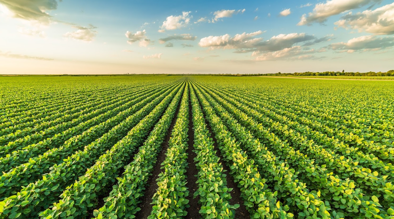 OCP Nutricrops : un cap ambitieux vers 9 millions de tonnes d’engrais d’ici 2028