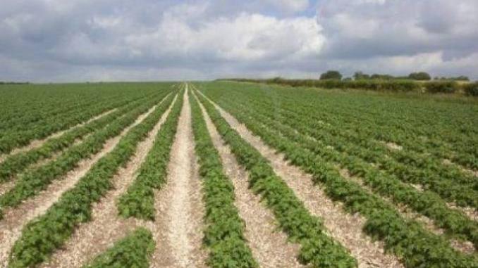L&rsquo;agriculture moteur de la croissance économique au 4ème trimestre