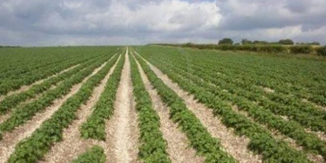La Tunisie perdra environ 278.800 ha de terres agricoles d'ici 30 ans