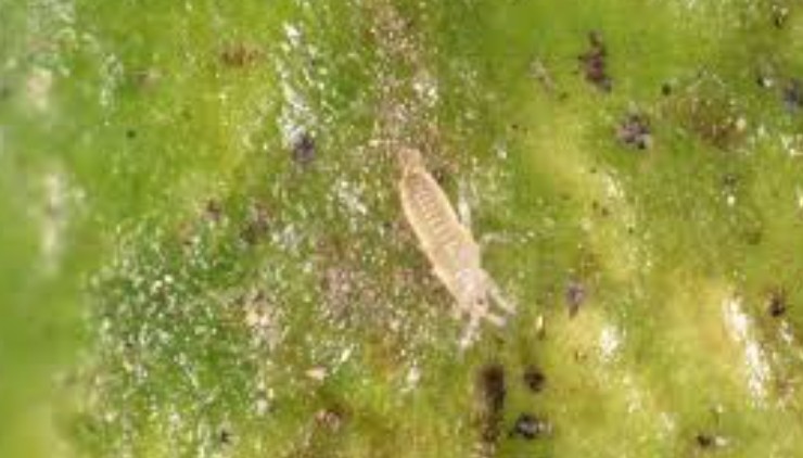 Thrips parvispinus détecté dans toutes les zones de production de poivron d’Almería en Espagne