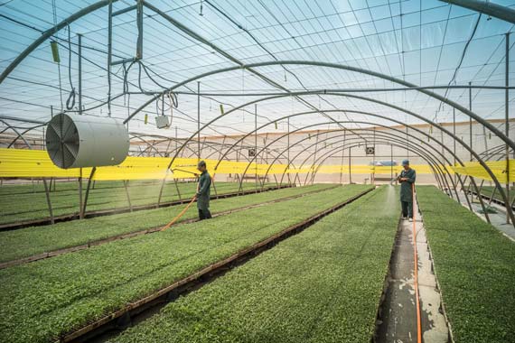 Emploi agricole au Maroc : le guide pour trouver un poste et renforcer ses compétences