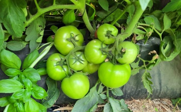 Hydroponique: des pierres volcaniques pour produire des fruits et légumes?