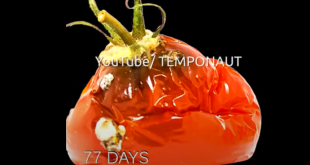 Vidéo : une tomate en train de pourrir fait plus de 14 millions de vues sur YouTube