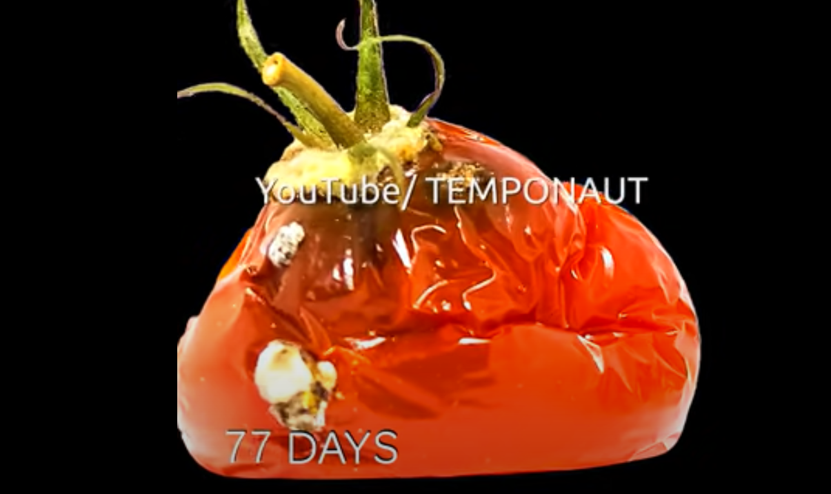 Vidéo : une tomate en train de pourrir fait plus de 14 millions de vues sur YouTube