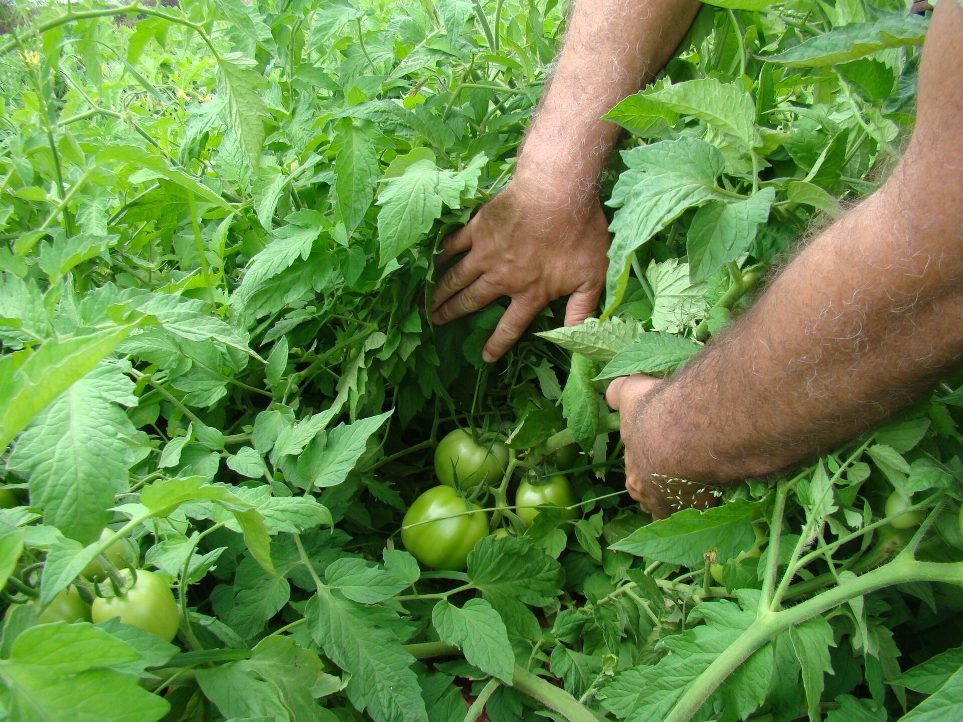Le succès des produits Alltech Crop Science sur la tomate industrielle