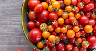 Maroc : les producteurs de tomates sont de plus en plus performants en Europe