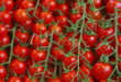 tomates cerises