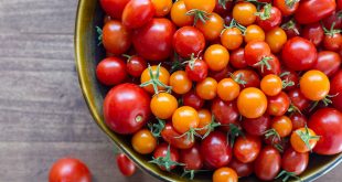 Développement de tomates cerises avec de grandes propriétés anticancéreuses