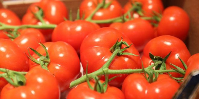 La Russie veut diminuer les importations de tomates marocaines