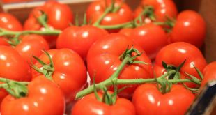 Tomates à l'export: les ruses de l'Espagne pour jeter le discrédit sur le Maroc