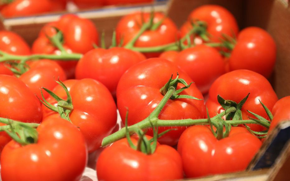 La région Souss-Massa devrait produire pas moins de 695 000 tonnes de tomates rondes