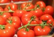 Exportations de tomates le Mexique se prépare à un nouveau record