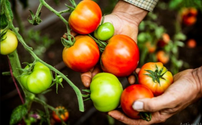 La Chine est le 1er producteur mondial de tomates