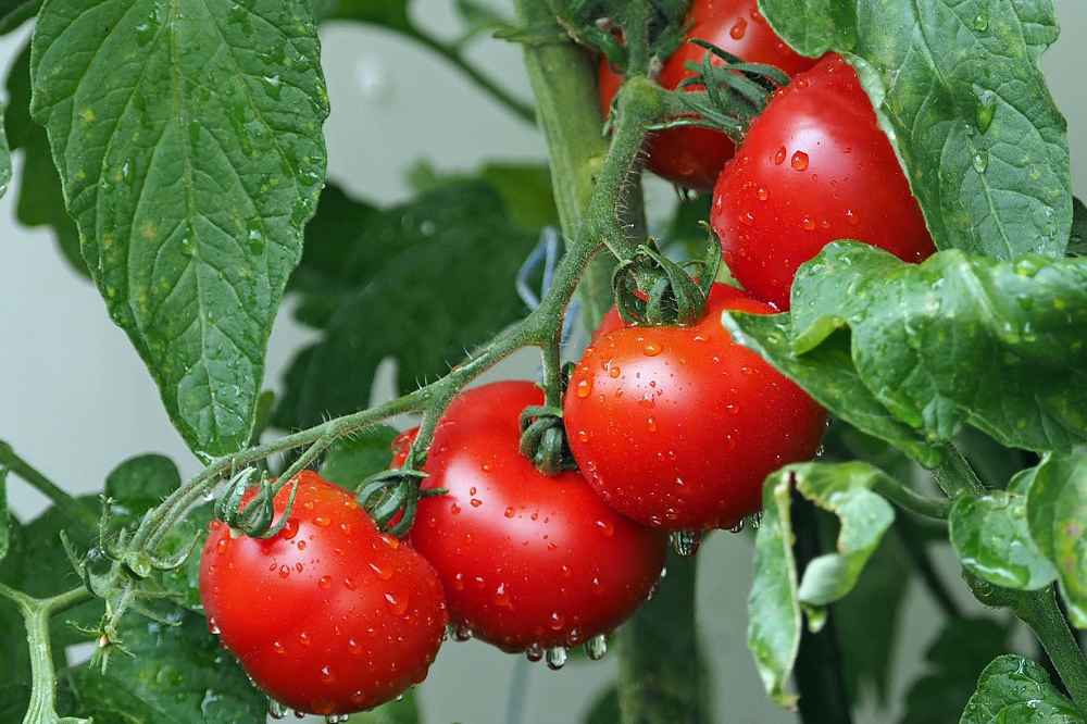 Maroc : la filière de la tomate enregistre une très bonne performance