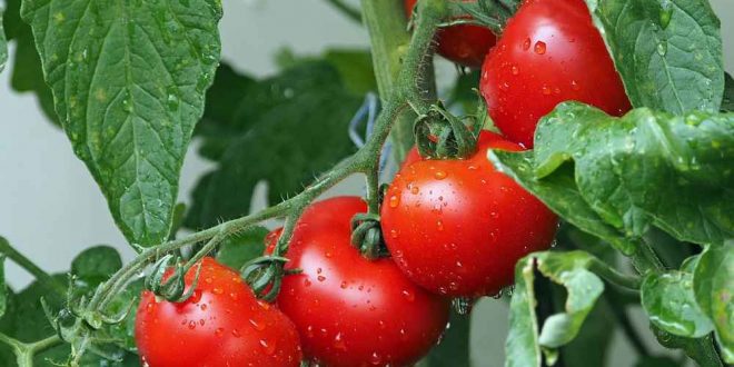 Tomates et froid avantages du traitement eau chaude