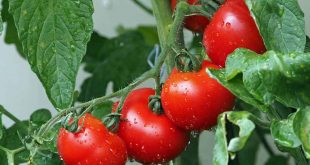 Exportation de tomates : Le Maroc se préparerait-il à un nouveau record ?