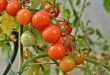 Tomates un champignon pourrait réduire utilisation engrais