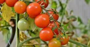 Tomates un champignon pourrait réduire utilisation engrais